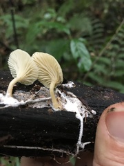 Rhizocybe albida