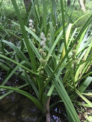 Sparganium androcladum