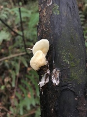 Rhizocybe albida
