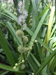 Sparganium androcladum