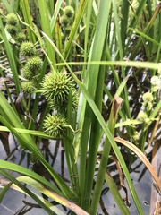 Sparganium androcladum