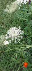 Daucus carota sativus