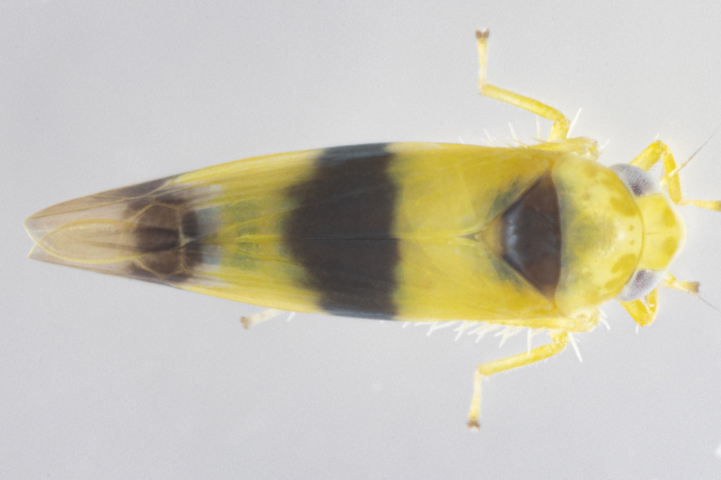 Empoa latifasciata