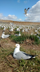 Larus delawarensis