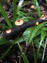 Crinipellis procera