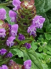 Prunella vulgaris