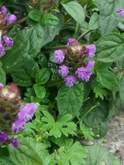 Prunella vulgaris