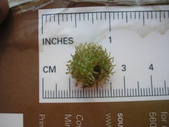 Sparganium androcladum