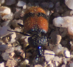 Panagaeus sallei