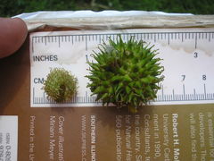 Sparganium androcladum