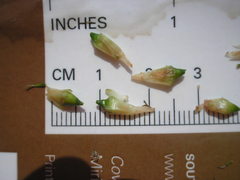 Sparganium androcladum