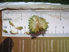 Sparganium androcladum