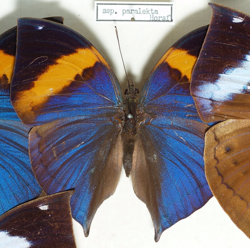 Indian Leafwing