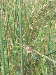 Pisaura mirabilis