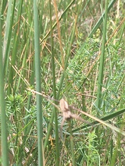Pisaura mirabilis