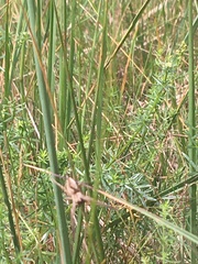 Pisaura mirabilis