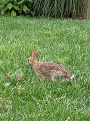 Sylvilagus floridanus