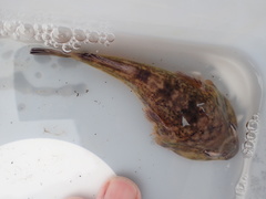 Diplocrepis puniceus