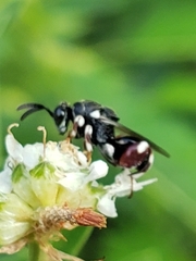 Brachymeria podagrica