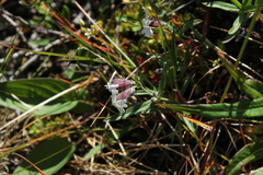 Silene repens