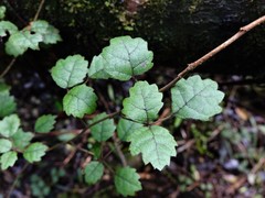 Rubus australis