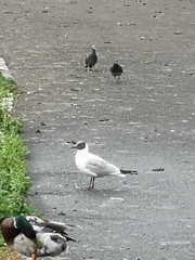 Chroicocephalus ridibundus