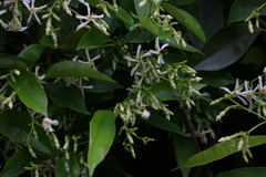 Trachelospermum lucidum