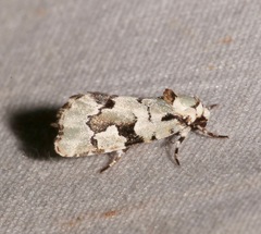 Emarginea percara