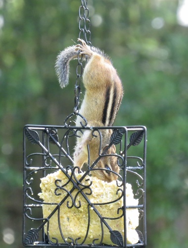 Eastern Chipmunk photographed in New Jersey