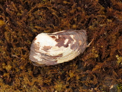 Entodesma navicula