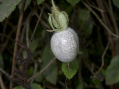 Fieldia australis