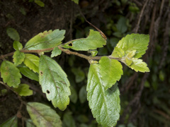 Fieldia australis