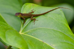 Anolis extremus