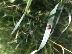 Harmonia axyridis