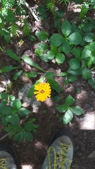 Pilosella aurantiaca