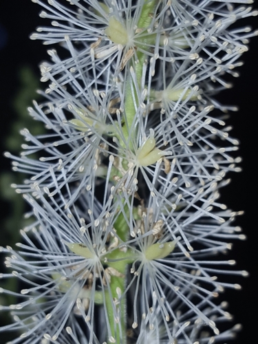 Image of Actaea elata by (c) Alex Abair, some rights reserved (CC BY)