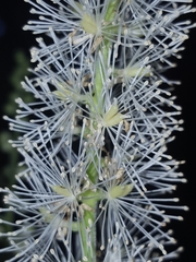 Actaea elata elata