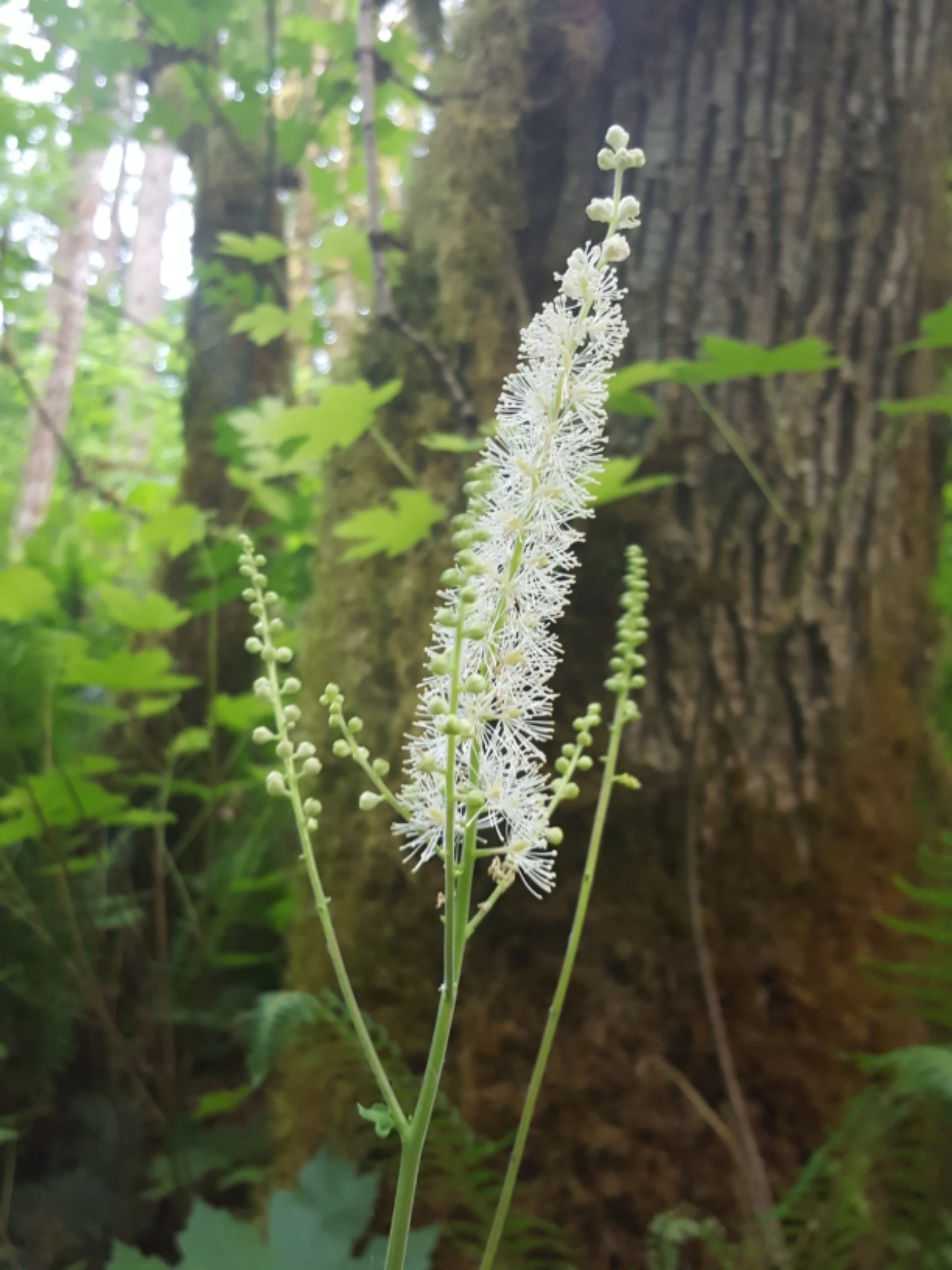 Actaea elata var. elata