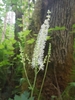 Actaea elata elata - Photo (c) Alex Abair, some rights reserved (CC BY-NC), uploaded by Alex Abair