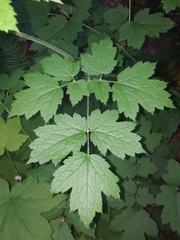 Actaea elata elata