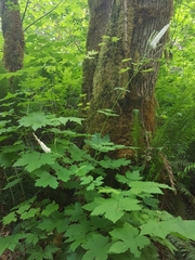 Actaea elata elata