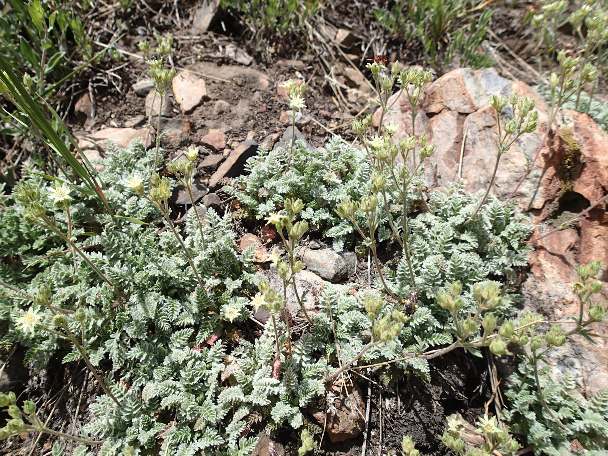 Horkelia tularensis