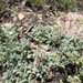 Kern Plateau Horkelia - Photo (c) Connie Rutherford, some rights reserved (CC BY-NC), uploaded by Connie Rutherford