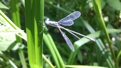 Lestes dryas