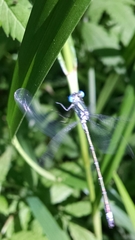 Lestes dryas