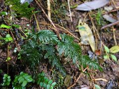 Abrodictyum elongatum