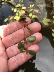 Potamogeton diversifolius