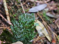 Abrodictyum elongatum