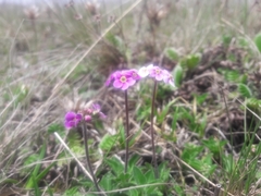 Androsace hookeriana