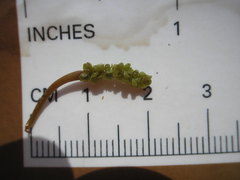 Potamogeton diversifolius